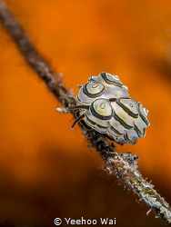 Donut nudibranch (Doto greenamyeri)
Tulamben, Bali by Yeehoo Wai 